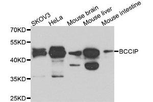 Western blot analysis of extracts of various cell lines, using BCCIP antibody. (BCCIP antibody  (AA 1-314))
