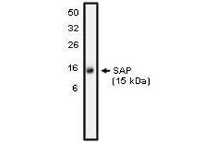 Western blot analysis using SAP antibody on NK-92 cell lysate at 10 µg/ml).