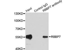 Immunoprecipitation analysis of 200ug extracts of MCF7 cells using 1ug RBBP7 antibody.