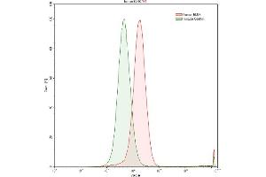 Detection of BLNK in Raji human Burkitt's lymphoma cell line using Polyclonal Antibody to B-Cell Linker Protein (BLNK) (B-Cell Linker antibody  (AA 65-314))