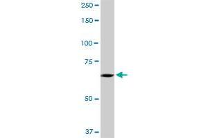 SLC27A5 MaxPab polyclonal antibody. (SLC27A5 antibody  (AA 1-690))