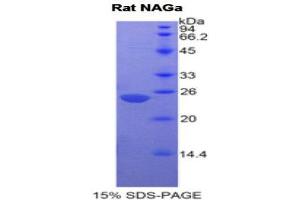 SDS-PAGE (SDS) image for N-Acetylgalactosaminidase, alpha (NAGA) (AA 18-217) protein (His tag) (ABIN1877881) (NAGA Protein (AA 18-217) (His tag))