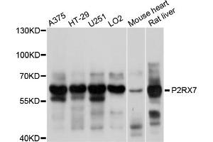 Western blot analysis of extracts of various cell lines, using P2RX7 antibody (ABIN5998434) at 1/1000 dilution. (P2RX7 antibody)