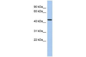PDCD7 antibody used at 1 ug/ml to detect target protein. (PDCD7 antibody  (N-Term))