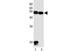 Western Blotting (WB) image for anti-delta-Like 1 Homolog (Drosophila) (DLK1) (C-Term) antibody (ABIN3028611)