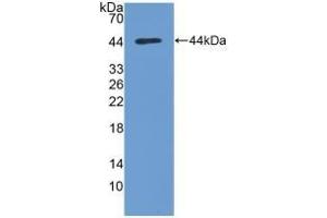 AKT1 antibody  (AA 122-443)