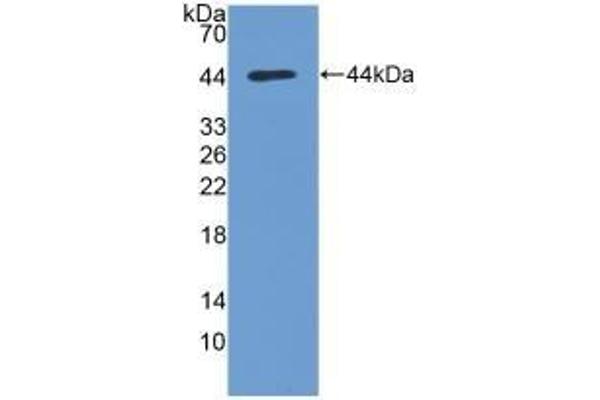 AKT1 antibody  (AA 122-443)