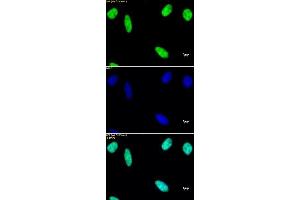 Histone macroH2A1 pAb tested by immunofluorescence. (Histone MroH2A1 (N-Term) antibody)