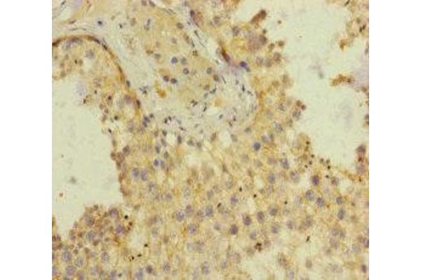 SH3GL3 antibody  (AA 1-270)