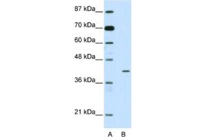 Western Blotting (WB) image for anti-Homeobox Containing 1 (HMBOX1) antibody (ABIN2461931) (HMBOX1 antibody)