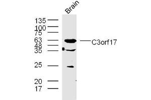 Lane 1: mouse brain lysates probed with C3orf17 Polyclonal Antibody, Unconjugated  at 1:300 overnight at 4˚C. (C3orf17 antibody  (AA 430-480))