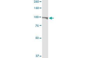 ATP2B4 antibody  (AA 1-1170)