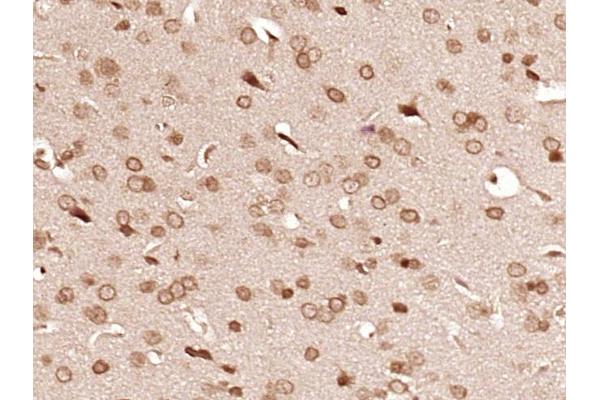 PRCP antibody  (AA 101-200)