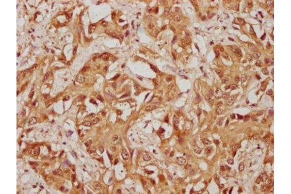 USP36 antibody  (AA 670-881)
