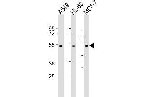 All lanes : Anti-AVPR1A Antibody (C-term) at 1:2000 dilution Lane 1: A549 whole cell lysate Lane 2: HL-60 whole cell lysate Lane 3: MCF-7 whole cell lysate Lysates/proteins at 20 μg per lane. (AVPR1A antibody)