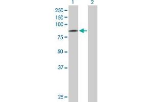 Western Blot analysis of SCNN1D expression in transfected 293T cell line by SCNN1D MaxPab polyclonal antibody.