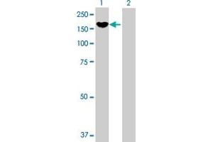 Western Blot analysis of PCDH8 expression in transfected 293T cell line by PCDH8 MaxPab polyclonal antibody.