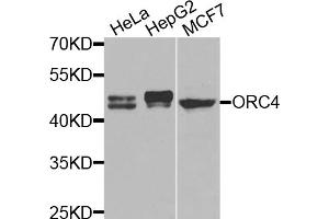 Western blot analysis of extracts of various cell lines, using ORC4 antibody (ABIN5975166) at 1/1000 dilution. (ORC4 antibody)