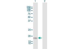 Western Blot analysis of CEBPG expression in transfected 293T cell line by CEBPG MaxPab polyclonal antibody. (CEBPG antibody  (AA 1-150))