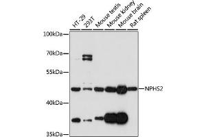 Western blot analysis of extracts of various cell lines, using NPHS2 antibody  at 1:1000 dilution. (Podocin antibody)
