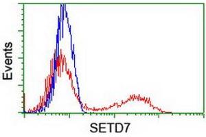 Image no. 2 for anti-SET Domain Containing (Lysine Methyltransferase) 7 (SETD7) antibody (ABIN1500904) (SETD7 antibody)