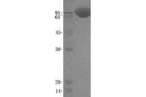 Validation with Western Blot (GNS Protein (His tag))