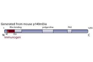 Image no. 3 for anti-Diaphanous Homolog 1 (DIAPH1) (AA 41-153) antibody (ABIN968213) (DIAPH1 antibody  (AA 41-153))