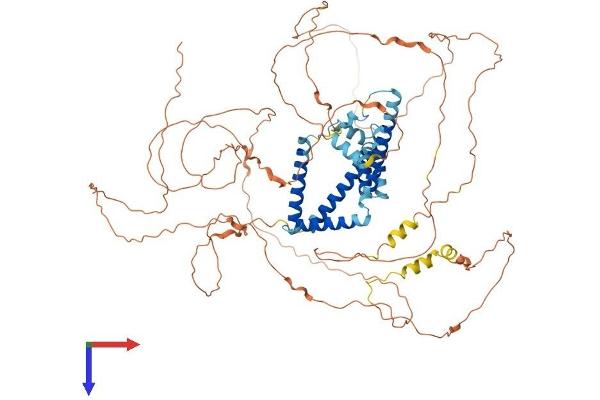 Reticulon 1 Protein (RTN1) (AA 1-776) (His tag)