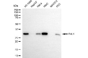 Western blotting analysis using FHL1 antibody (ABIN7798655).