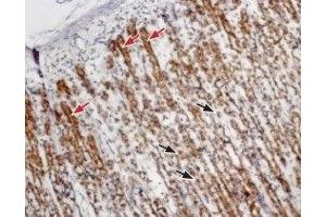 Expression of Cholecystokinin B receptor in rat stomachImmunohistochemical staining of paraffin embedded rat stomach sections using Anti-CCKBR (extracellular) Antibody (ABIN7043059, ABIN7044183 and ABIN7044184), (1:100). (Cholecystokinin B Receptor (CCKBR) Peptide)