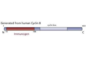 Image no. 3 for anti-Cyclin B1 (CCNB1) (AA 14-168) antibody (ABIN967834) (Cyclin B1 antibody  (AA 14-168))