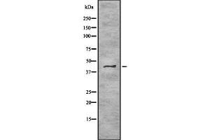 TRAM2 antibody  (C-Term)