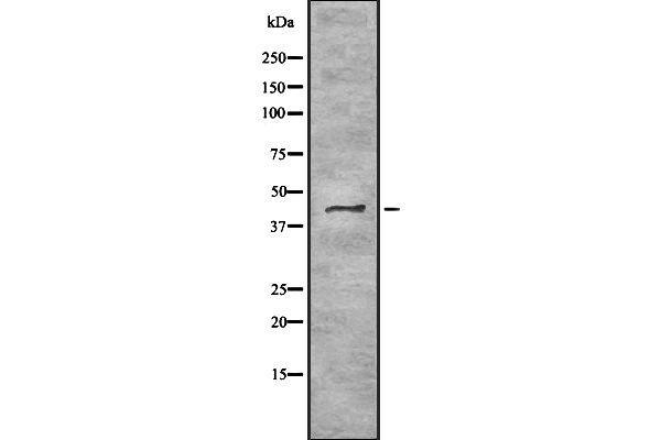 TRAM2 antibody  (C-Term)