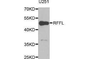 Western blot analysis of extracts of U-251MG cells, using RFFL antibody (ABIN5973883) at 1/1000 dilution. (RFFL antibody)