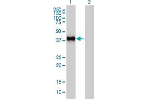 Western Blotting (WB) image for anti-GRB2-Related Adaptor Protein 2 (GRAP2) (AA 226-316) antibody (ABIN599077) (GRAP2 antibody  (AA 226-316))