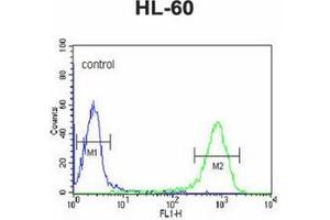 Flow cytometric analysis of HL-60 cells using DCP2 Antibody (Center) Cat. (DCP2 antibody  (Middle Region))