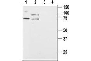 Western Blotting (WB) image for anti-Hypocretin (Orexin) Receptor 2 (HCRTR2) (AA 391-405), (Intracellular) antibody (ABIN7043029)