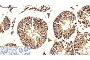 Immunohistochemistry of paraffin-embedded Mouse testis tissue using MICU1 Monoclonal Antibody at dilution of 1:200. (MICU1 antibody)