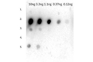 Dot Blot of Rabbit Anti-Mouse IgG2a Antibody. (Rabbit anti-Mouse IgG2a (Heavy Chain) Antibody - Preadsorbed)