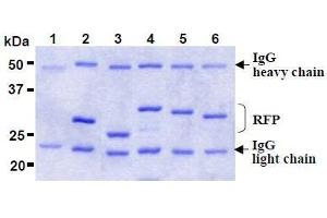 SDS-PAGE (SDS) image for anti-Red Fluorescent Protein (RFP) antibody (ABIN1449296)