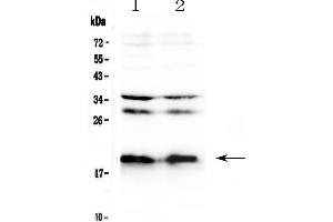 Western blot analysis of Neuropeptide S using anti-Neuropeptide S antibody . (NPS antibody)