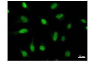 Immunostaining analysis in HeLa cells. (MYBL2 antibody)