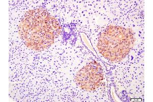 Paraformaldehyde-fixed, paraffin embedded Mouse pancreas, Antigen retrieval by boiling in sodium citrate buffer (pH6. (G Protein alpha S (AA 901-1037) antibody)