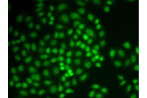 Immunofluorescence (IF) image for anti-Protein-tyrosine Phosphatase 1C (PTPN6) (AA 100-400) antibody (ABIN3021975)