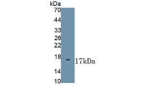 Detection of Recombinant NGF, Porcine using Polyclonal Antibody to Nerve Growth Factor (NGF) (Nerve Growth Factor antibody  (AA 110-229))