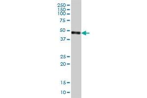 CPVL antibody  (AA 1-476)