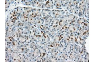 Immunohistochemical staining of paraffin-embedded Human Kidney tissue using anti-BDH2 mouse monoclonal antibody.