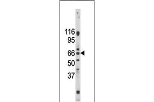 Western blot analysis of anti-Pael-R (GPR37) Pab (ABIN390380 and ABIN2840782) in mouse brain tissue lysate. (GPR37 antibody  (C-Term))