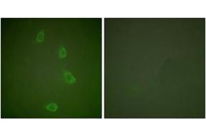 Immunofluorescence analysis of NIH-3T3 cells, using HSP40 Antibody. (DNAJB1 antibody  (AA 271-320))