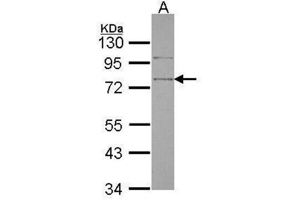 SRPX antibody